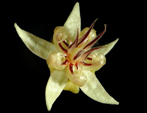 Flor do cacau aberta