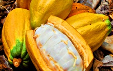 Cacau Maduro