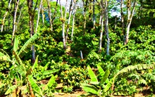 Ro&ccedil;a de Cacau