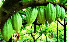 Cacau Verde